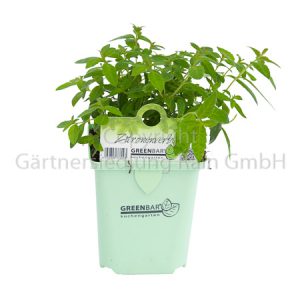 Aloysia citriodora Greenbar Zitronenverbene