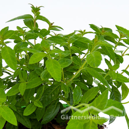 Aloysia citriodora Greenbar Zitronenverbene (Beitragsbild)