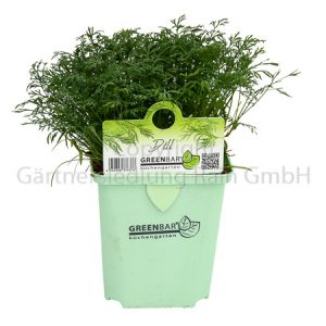 Anethum graveolens Greenbar Dill