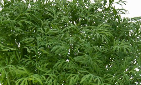 Anethum graveolens Greenbar Dill (Beitragsbild)