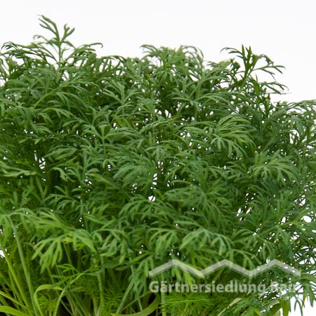 Anethum graveolens Greenbar Dill (Beitragsbild)