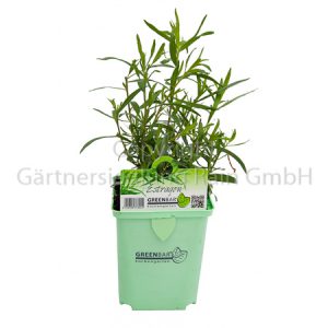 Artemisia dracunculus Greenbar Estragon