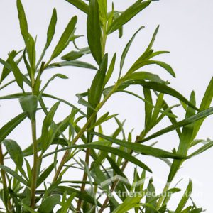 Artemisia dracunculus Greenbar Estragon (Beitragsbild)