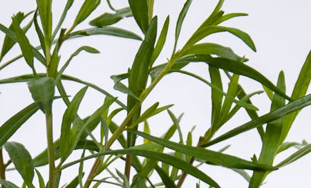 Artemisia dracunculus Greenbar Estragon (Beitragsbild)