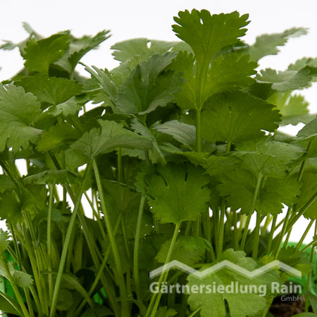 Coriandrum sativum Greenbar Blattkoriander (Beitragsbild)