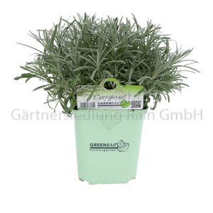 Helichrysum italicum Geenbar Currykraut