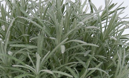 Helichrysum italicum Greenbar Currykraut (Beitragsbild)