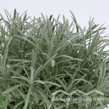 Helichrysum italicum Greenbar Currykraut (Beitragsbild)