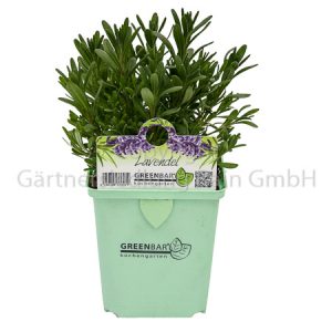 Lavandula angustifolia Greenbar Lavendel