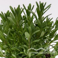 Lavandula angustifolia Greenbar Lavendel (Beitragsbild)