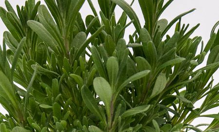 Lavandula angustifolia Greenbar Lavendel (Beitragsbild)