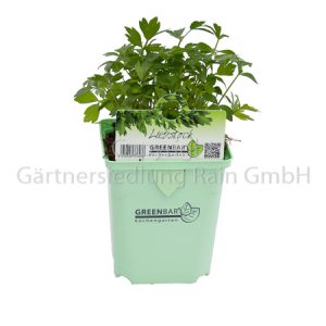 Levisticum officinale Greenbar Liebstock