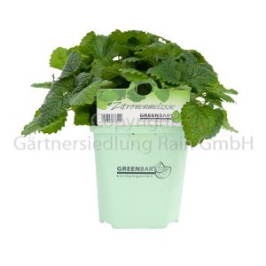 Melissa officinalis Greenbar Zitronenmelisse