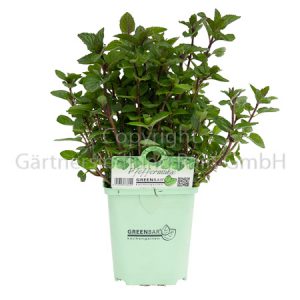 Mentha piperita Greenbar Pfefferminze