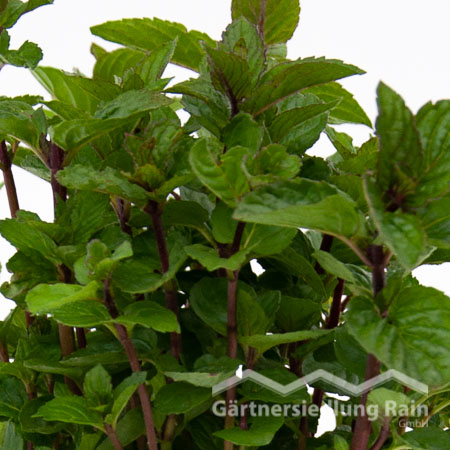 Mentha piperita Greenbar Pfefferminze (Beitragsbild)