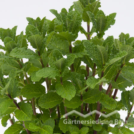 Mentha spicta Greenbar Cocktailminze (Beitragsbild)