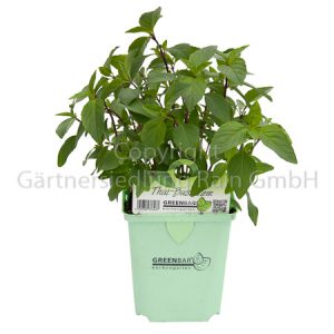 Ocimum basilicum Thai Greenbar Thai-Basilikum