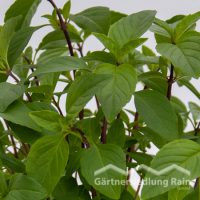 Ocimum basilicum Thai Greenbar Thai-Basilikum (Beitragsbild)