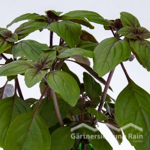 Ocimum basilicum "Blue-Magic" Greenbar Strauchbasilikum "Blue Magic" (Beitragsbild)