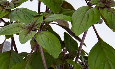 Ocimum basilicum "Blue-Magic" Greenbar Strauchbasilikum "Blue Magic" (Beitragsbild)