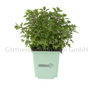 Origanum majorana Greenbar Majoran