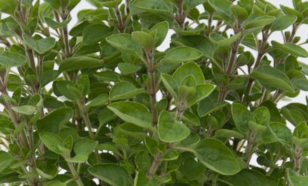 Origanum majorana Greenbar Majoran (Beitragsbild)