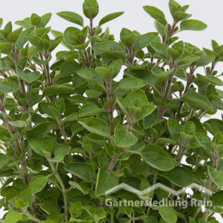 Origanum majorana Greenbar Majoran (Beitragsbild)