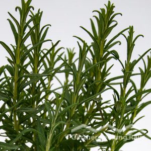 Rosmarinus officinalis Greenbar Rosmarin, stehend (Beitragsbild)