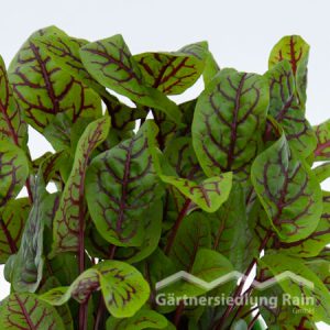 Rumex sanguineus Greenbar Blutampfer (Beitragsbild)