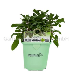 Salvia officinalis Greenbar Salbei