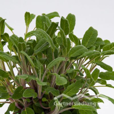 Salvia officinalis Greenbar Salbei (Beitragsbild)