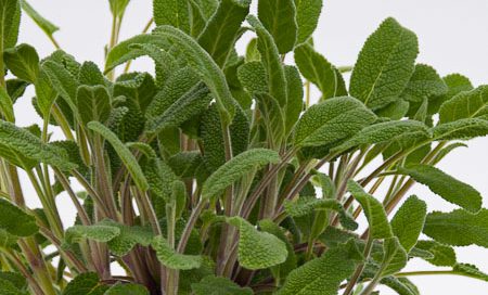 Salvia officinalis Greenbar Salbei (Beitragsbild)
