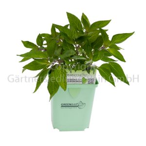 Salvia rutilans Greenbar Ananassalbei
