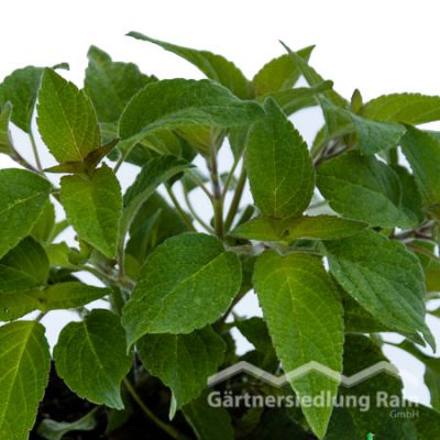 Salvia rutilans Greenbar Ananassalbei (Beitragsbild)sbild)