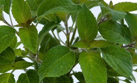 Salvia rutilans Greenbar Ananassalbei (Beitragsbild)sbild)