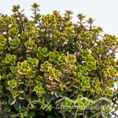 Thymus citriodorus Greenbar Zitronenthymian (Beitragsbild)