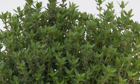 Thymus vulgaris Greenbar Echter Thymian (Beitragsbild)