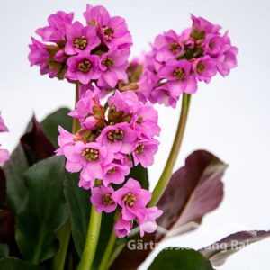 Bergenia cordifolia Bergenie (Beitragsbild)