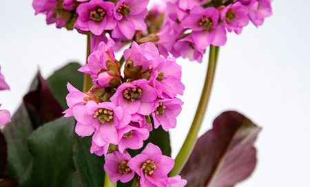 Bergenia cordifolia Bergenie (Beitragsbild)