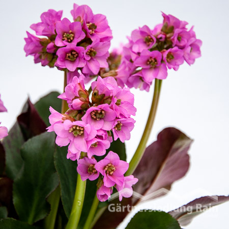 Bergenia cordifolia Bergenie (Beitragsbild)