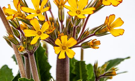 Primula polyantha Oak-Leaf Primel (Beitragsbild)