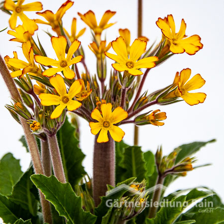 Primula polyantha Oak-Leaf Primel (Beitragsbild)