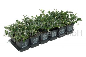 Cotoneaster dammeri Kriech- oder Zwergmispel