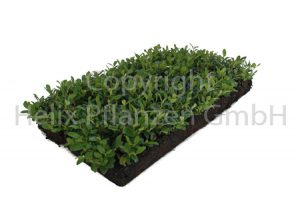 Cotoneaster dammeri Kriech- oder Zwergmispel
