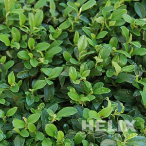 Cotoneaster dammeri Kriech-oder Zwergmispel (Beitragsbild)