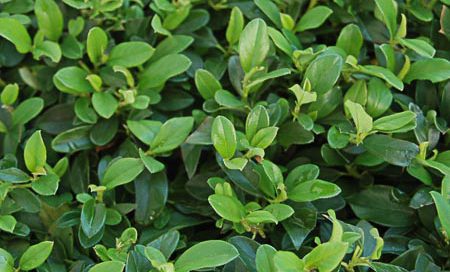 Cotoneaster dammeri Kriech-oder Zwergmispel (Beitragsbild)