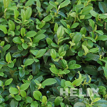Cotoneaster dammeri Kriech-oder Zwergmispel (Beitragsbild)