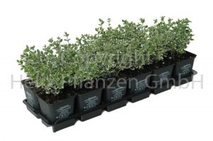 Euonymus fortunei Emerald Gaiety Spindelstrauch "Emerald Gaiety"