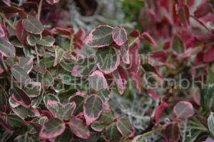 Euonymus fortunei Emerald Gaiety Spindelstrauch "Emerald Gaiety"