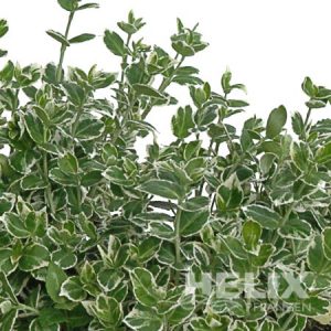 Euonymus fortunei "Emerald-Gaiety" Spindelstrauch "Emerald-Gaiety" (Beitragsbild)